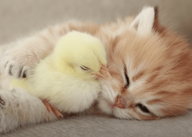 やさしい世界だ♡ くっついて眠る子猫とひよこの寝顔がキュート