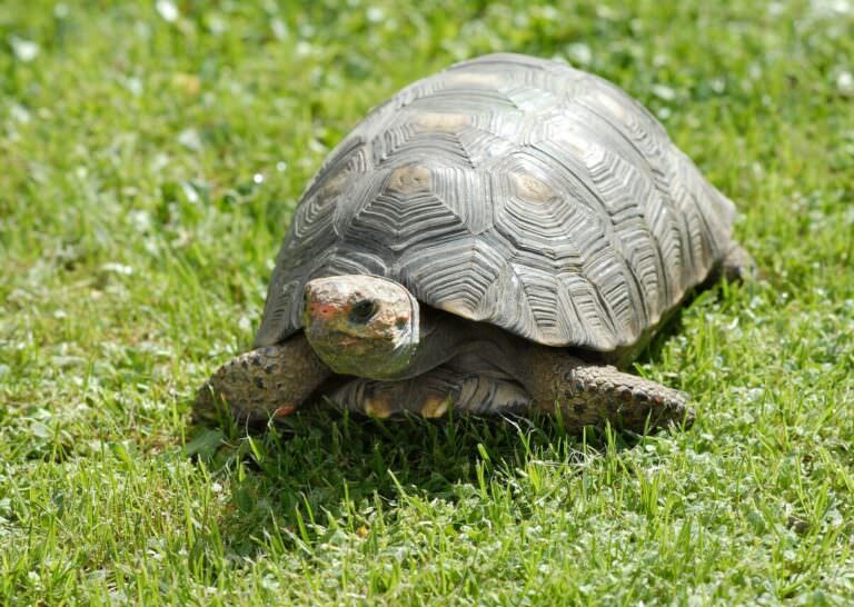 Turtle-e1659929681845-1-