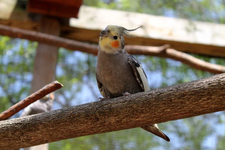 獣医師監修 | オカメインコ の図鑑（性格・飼い方・色の種類・かわいい