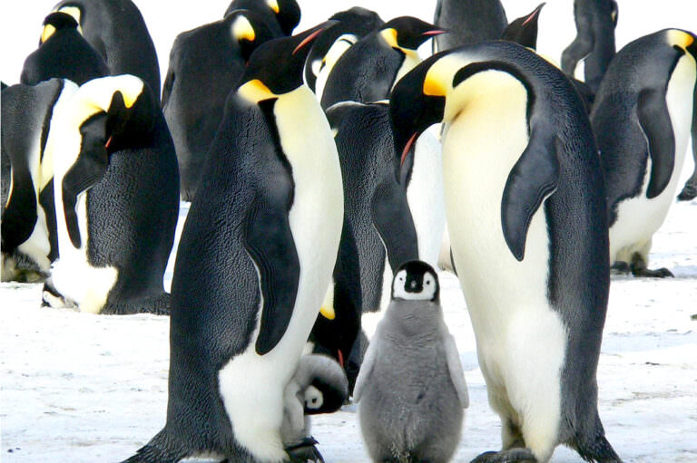 皇帝ペンギンさん専用 emperor-penguin-1-768x511.jpg