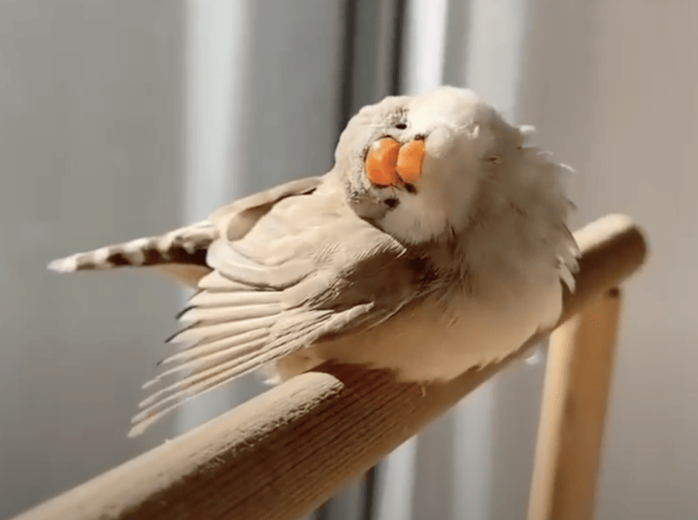 ん〜？」首を傾げている、まん丸な鳥さんが可愛い♡ | どうぶつのこと