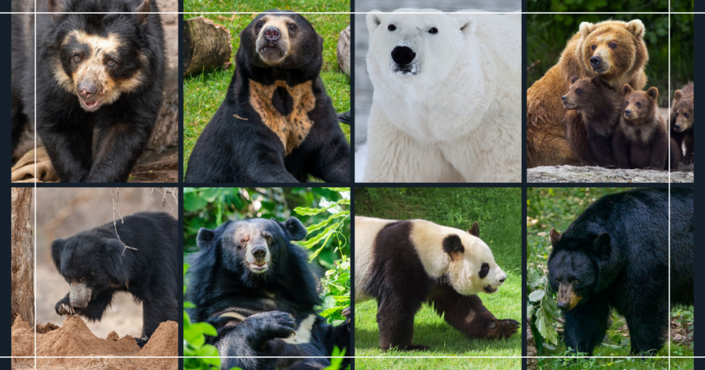 写真の熊はどれかわかりますか?答えは記事の一番最後にあります。