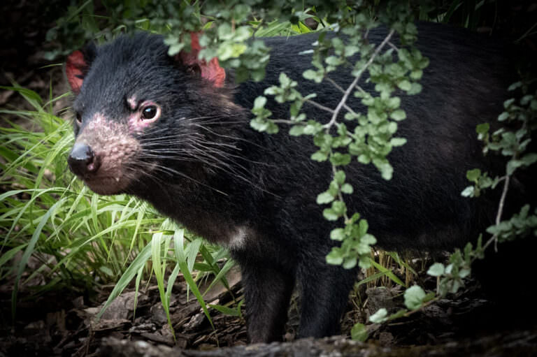 Tasmanian devil