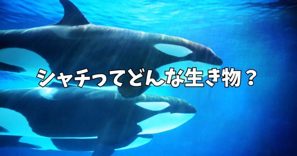 シャチ