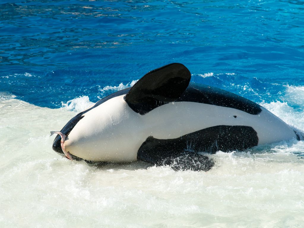 シャチの生態