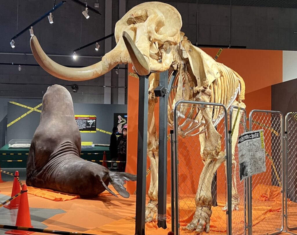 アフリカゾウの全身骨格標本