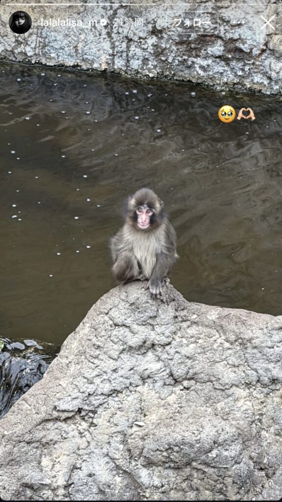 市川市動植物園のニホンザル パンチくん