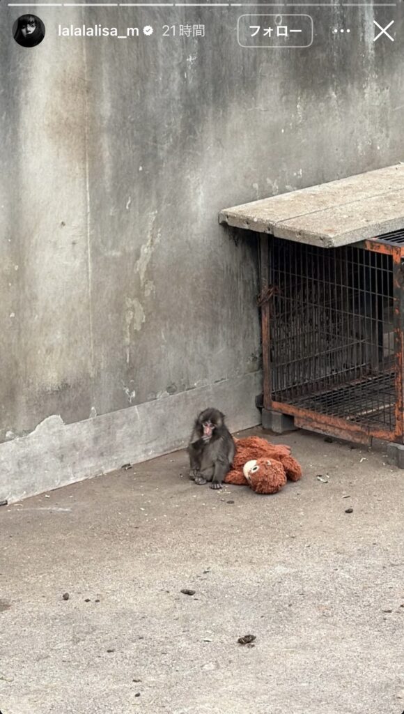 ぬいぐるみと一緒にいるパンチくん
市川市動植物園