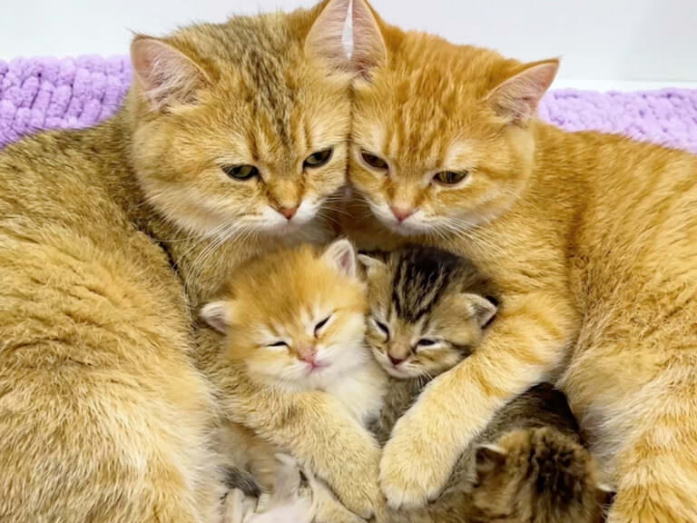 img_2catmama-768x576.jpg