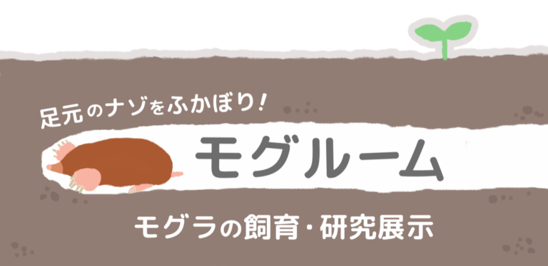 実は珍しい？生きたモグラを観察できる新展示・愛知のんほいパークに「モグルーム」がオープン！