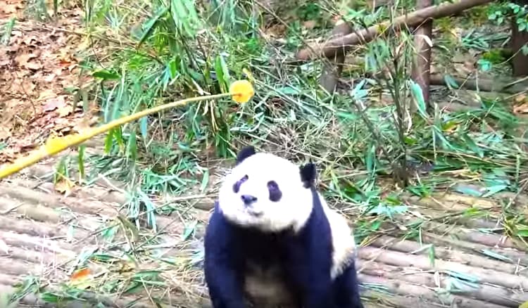 可愛すぎ パンダ釣り に釣られるパンダさん どうぶつのこと