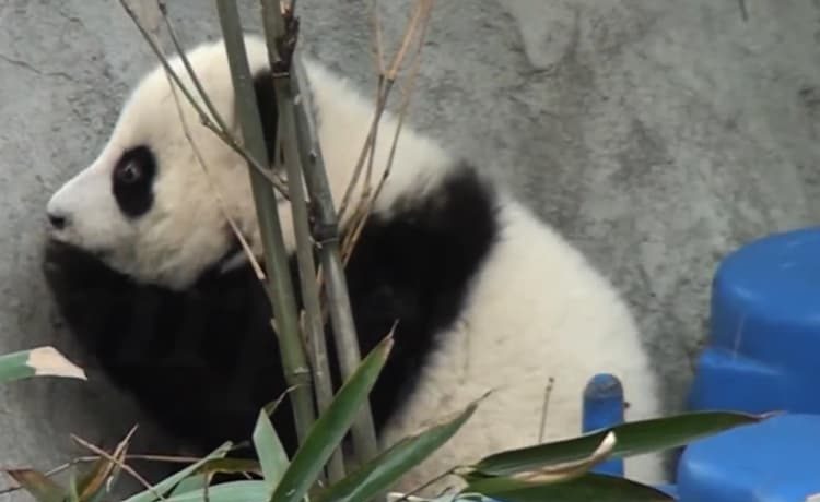遊びたい盛り 赤ちゃんパンダと飼育員さんの対決 どうぶつのこと 動物がもっと好きになる動画紹介サイト