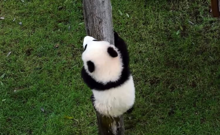 もう登らないもん スネる姿も可愛い赤ちゃんパンダ どうぶつのこと 動物がもっと好きになる動画紹介サイト