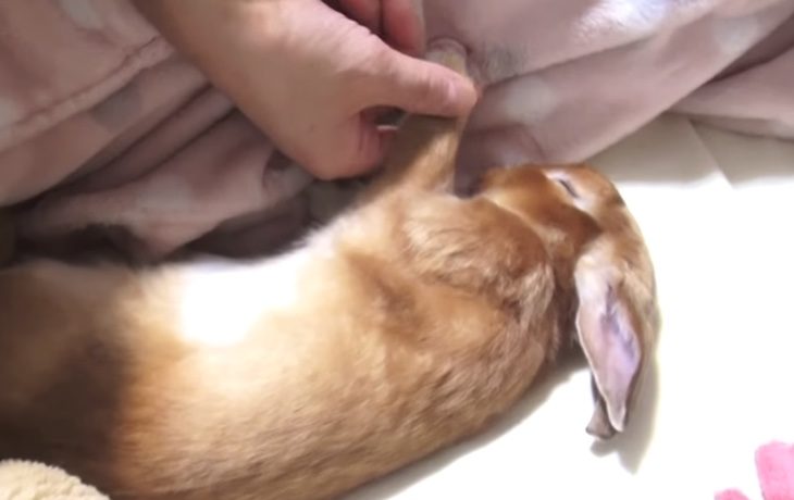 どこいったの うさぎの赤ちゃんを探してみると どうぶつのこと