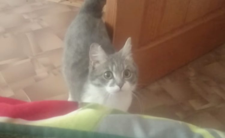 子猫を出産した母猫が 子猫みにきて というので着いていくと どうぶつのこと 動物がもっと好きになる動画紹介サイト