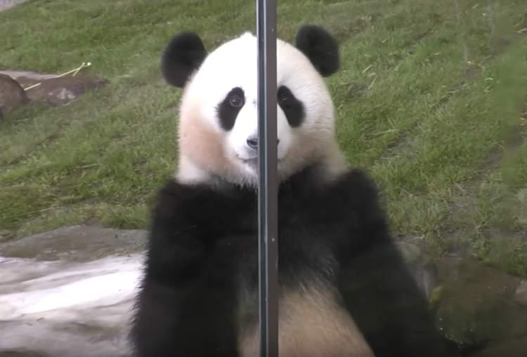パンダは見た 飼育員さんをじーっとガン見して どうぶつのこと
