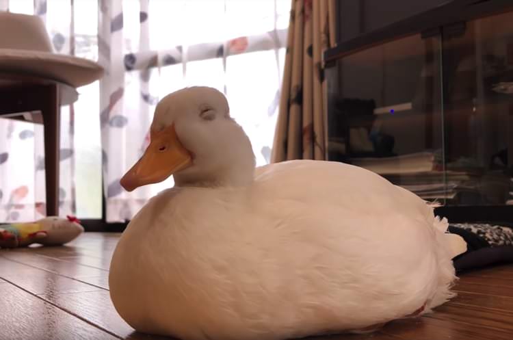 モチの妖精 コールダックがうとうとしていたら どうぶつのこと 動物がもっと好きになる動画紹介サイト