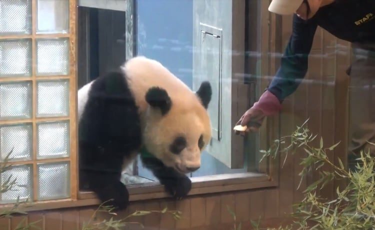 リンゴよりも飼育員さん パンダのシャンシャン どうぶつのこと