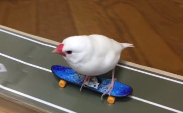 文鳥 どうぶつのこと