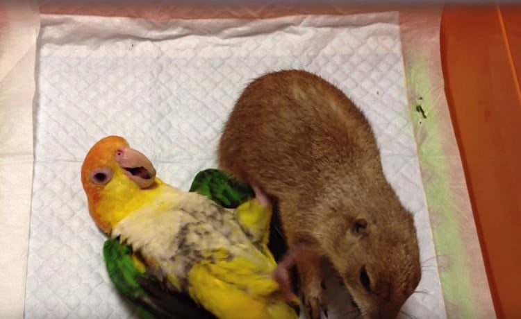 プロレスごっこ プレーリドッグとシロハラインコ どうぶつのこと 動物がもっと好きになる動画紹介サイト