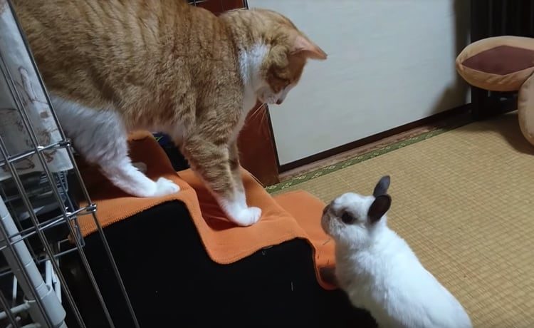 不法侵入を許さない うさぎさんが激おこな相手は どうぶつのこと