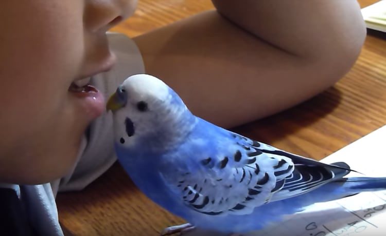 宿題のお手伝い 男の子と一緒に勉強するインコ どうぶつのこと