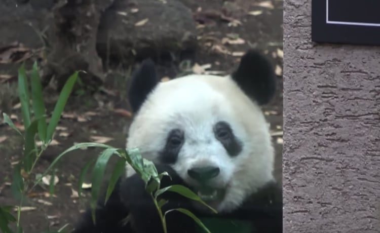 飼育員さん待って つまらなそうなパンダのシャンシャン どうぶつのこと