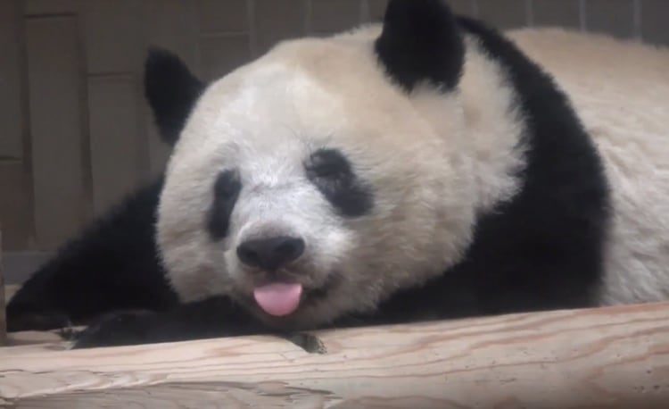 たまごっち！ ゆめキラ ドリームタウンのなかまたち 角川つばさ文庫 書籍情報 ヨメルバ