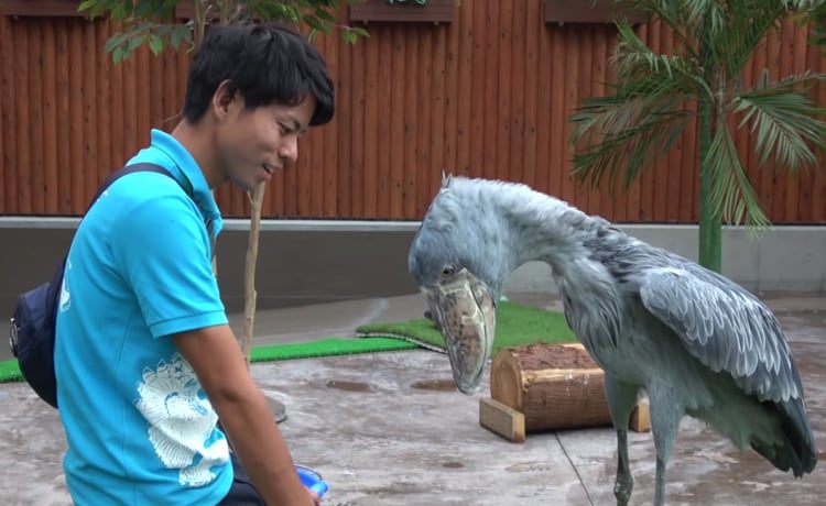 お辞儀が可愛い 大好きな飼育員にご飯をもらうハシビロコウ どうぶつのこと