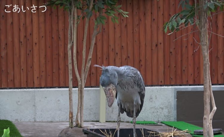 遠くの飼育員にもきちんとおじぎ 健気なハシビロコウ どうぶつのこと