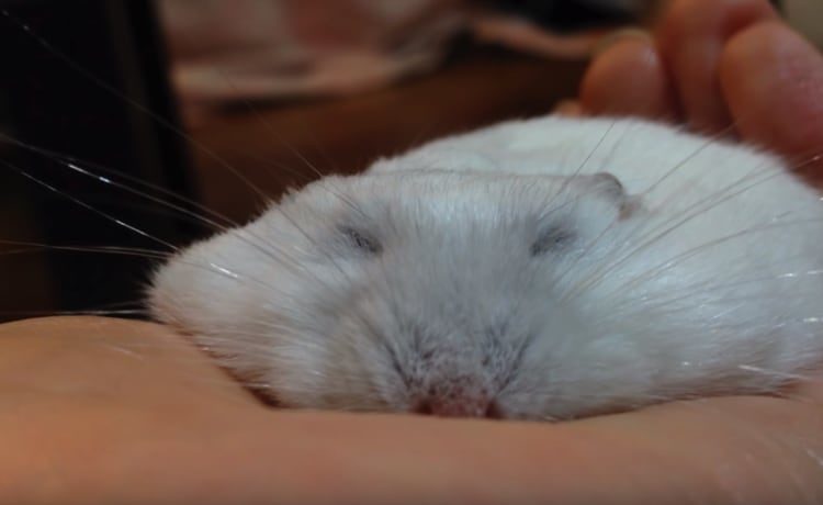 うす い ぺっちゃんこハムスターの作り方 どうぶつのこと