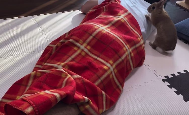 まさかの足ダン うさぎの前で寝たふりをしてみたら どうぶつのこと