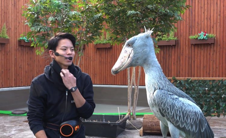 飼育員のお兄さんが好きすぎる 乙女なハシビロコウ どうぶつのこと