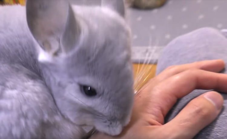 ベタ慣れチンチラ 飼い主の手が大好きすぎて どうぶつのこと