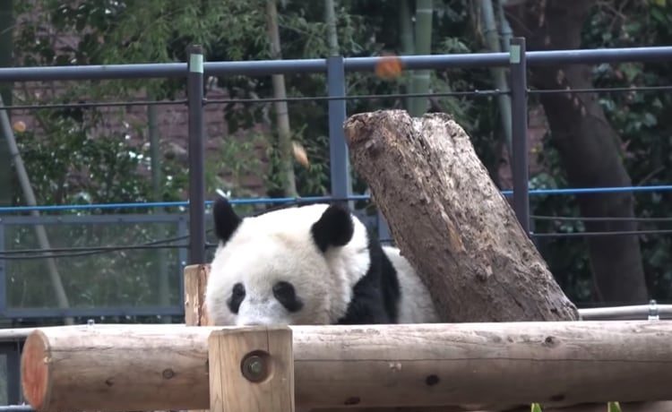 おそようございます お昼までぐっすりパンダのシャンシャン どうぶつのこと