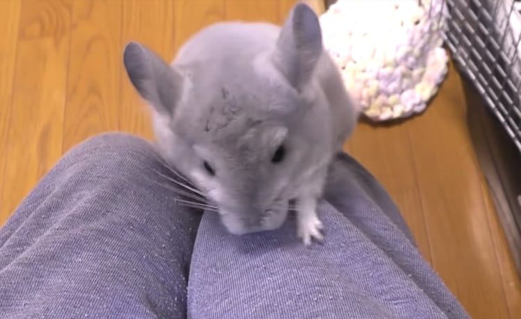 だって遊んで欲しいんだもん ベタ慣れチンチラ どうぶつのこと