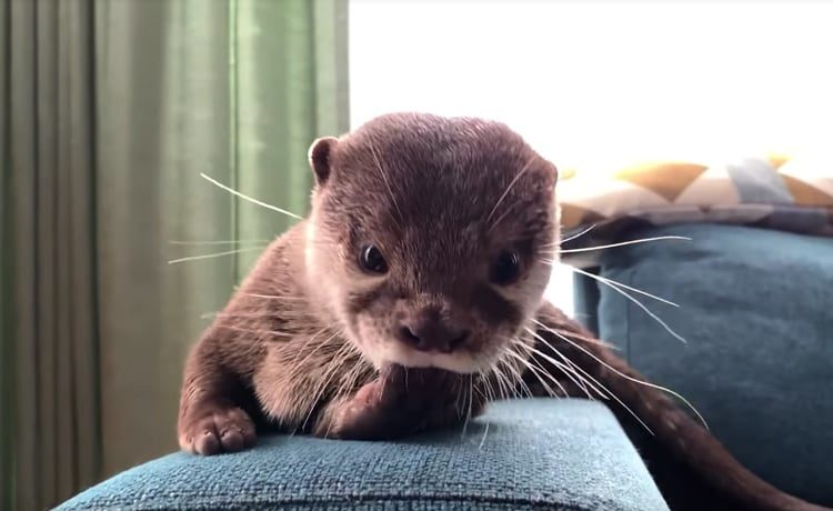 指しゃぶりからのかまってちゃん ベタ慣れカワウソ どうぶつのこと