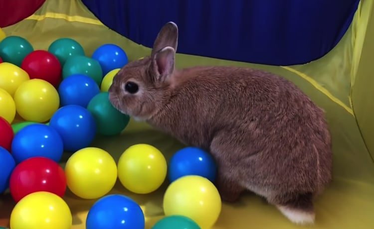 人生初のボールハウス 足ダン連発しちゃううさぎ どうぶつのこと