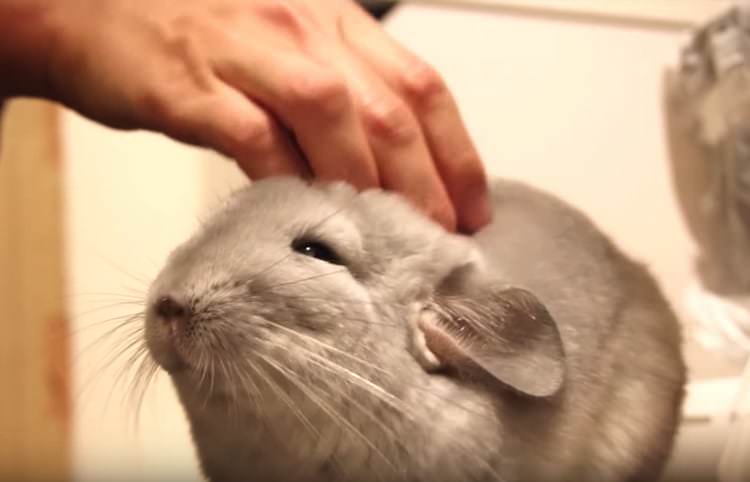 気持ちよさそうすぎ 部屋んぽ中のチンチラが どうぶつのこと