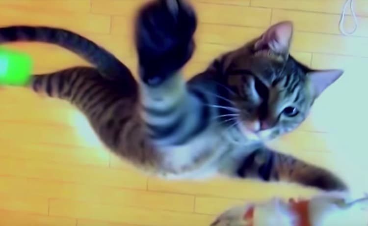 スーパーニャンコ 猫の跳躍力がやばすぎる かっこいい映像 どうぶつのこと