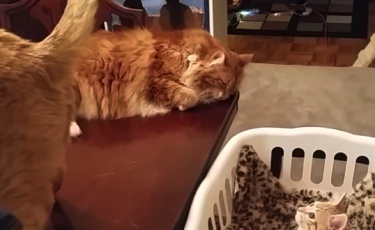 ゆ らゆら 先輩の しっぽ催眠術 にかかる子猫 どうぶつのこと 動物がもっと好きになる動画紹介サイト