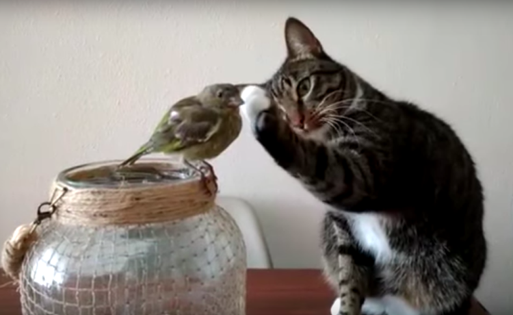 触ってもイイかにゃ 小鳥に触れたいネコ ソフトタッチで どうぶつのこと