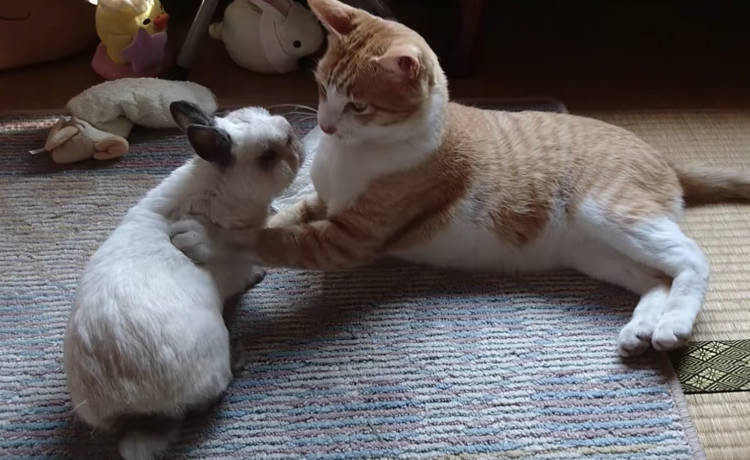 仲良しになれるかな ウサギと猫 どうぶつのこと 動物がもっと好きになる動画紹介サイト