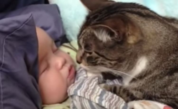 じーっ 赤ちゃんの寝顔が気になる猫さん お顔に触りたくなっちゃって どうぶつのこと