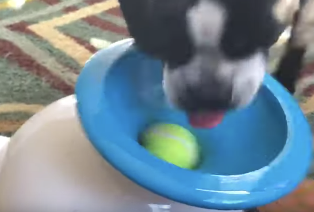 これ楽しすぎる ボール投げマシーンにハマる犬 テンション上がりすぎて どうぶつのこと