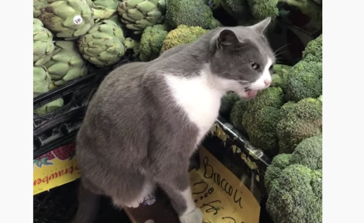 試食じゃないよー 猫がスーパーで野菜を丸かじり どうぶつのこと