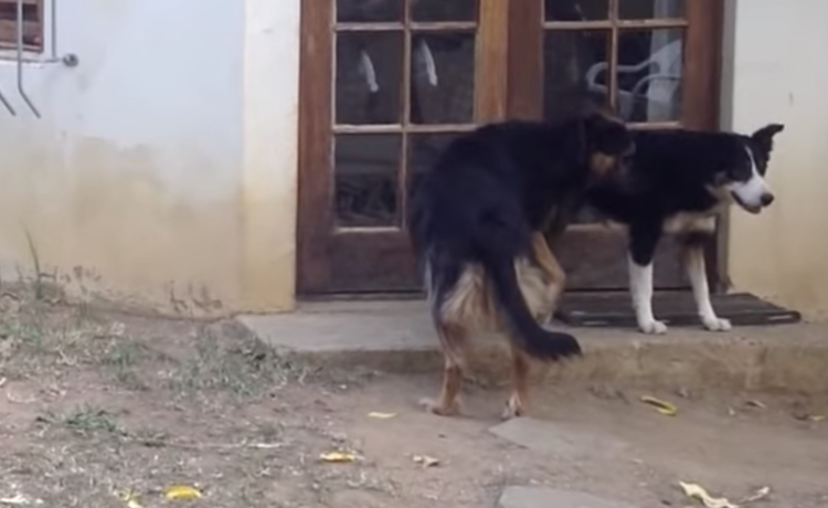 振り向いたら後ろに子ライオンが まったく気づかない犬さんたち どうぶつのこと