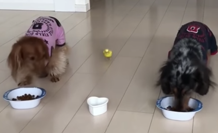 犬のお食事中 トコトコと黄色いあの子が走ってきたぞ どうぶつのこと