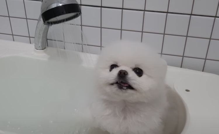 可愛すぎる 自分からお風呂に入るポメラニアンに萌え どうぶつのこと 動物がもっと好きになる動画紹介サイト