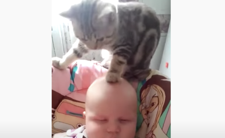 ふみっ 猫が赤ちゃんの頭をナデナデ 仲良しな二人の様子が可愛かった どうぶつのこと